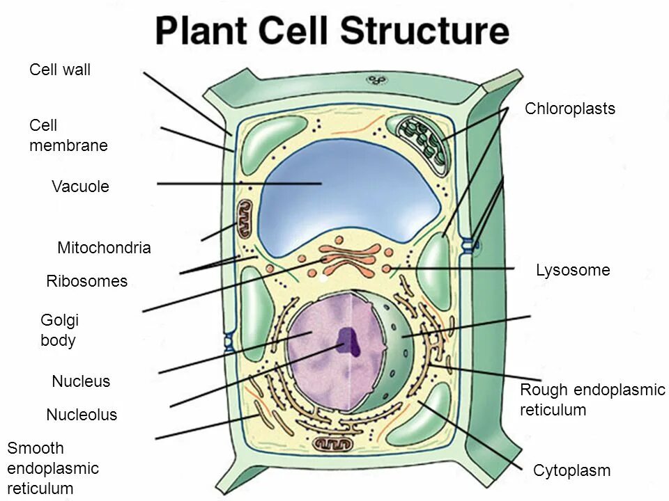 Тема корпуса Cells 1. The Plant Cell is consist of Water.. What is vacuole is job.