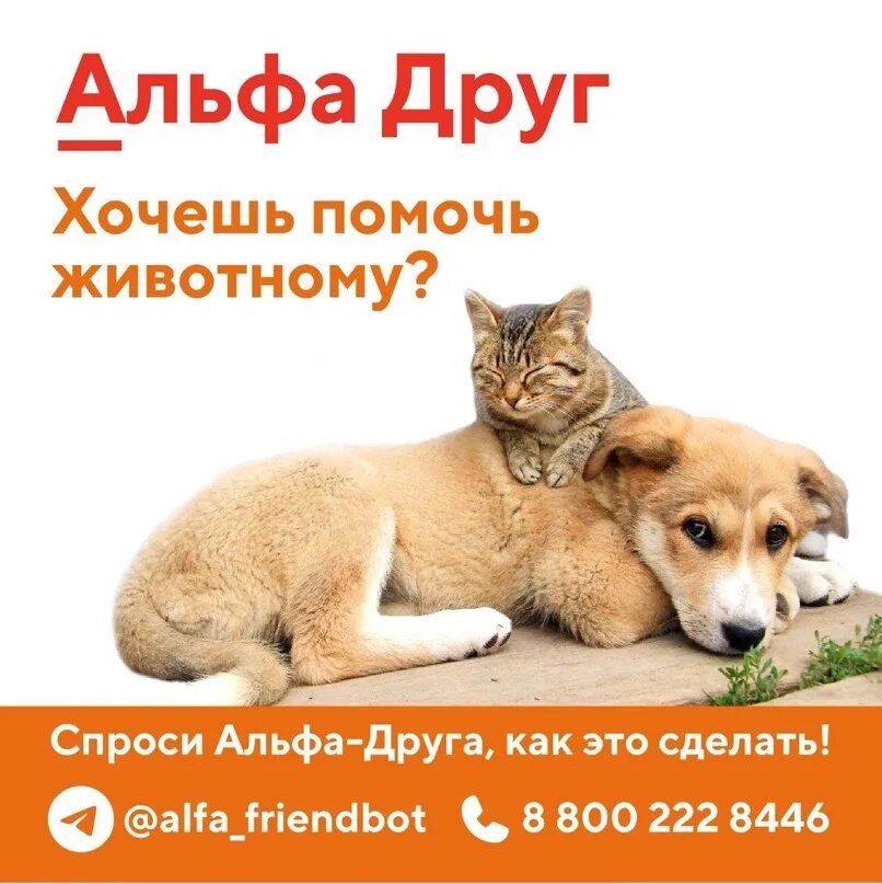 Друг альфа 27