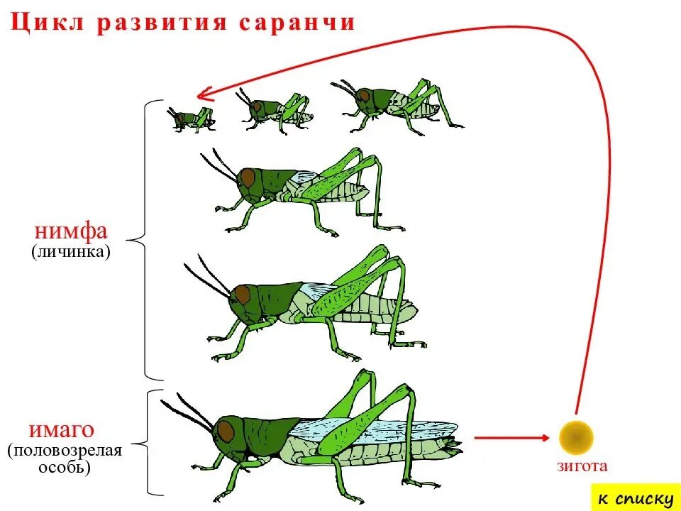 Какой тип развития у саранчи