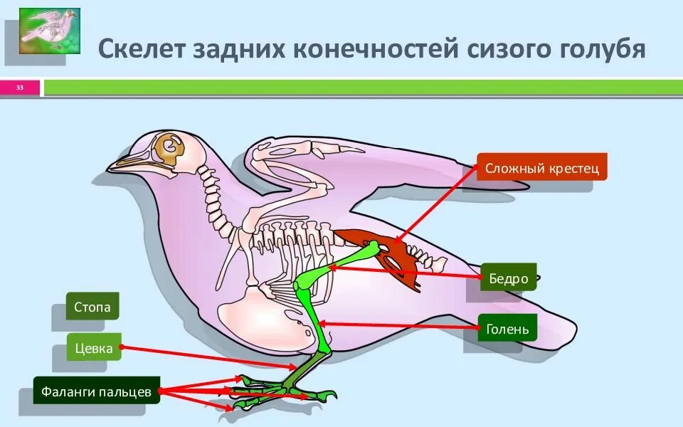 Строение скелета сизого голубя. Задние конечности в скелете сизого голубя. Скелет птицы строение пояс задних конечности. Скелет пояса задних конечностей у голубя. Строение скелета голубя