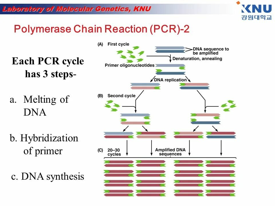 Источник https chemer ru services reactions chains. PCR Cycle. Полимеразная цепная реакция. PCR Reaction. Polymerase Chain Reaction.