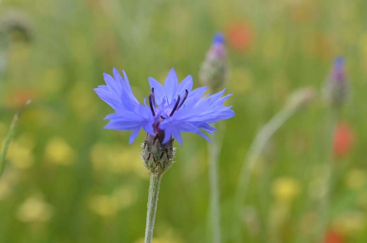 Растения Луга Василек. Василёк Донской (Centaurea tanaitica Klok.). Цикорий васильки васильки цветы. Цветы Василек Луговой цикорий цикорий.