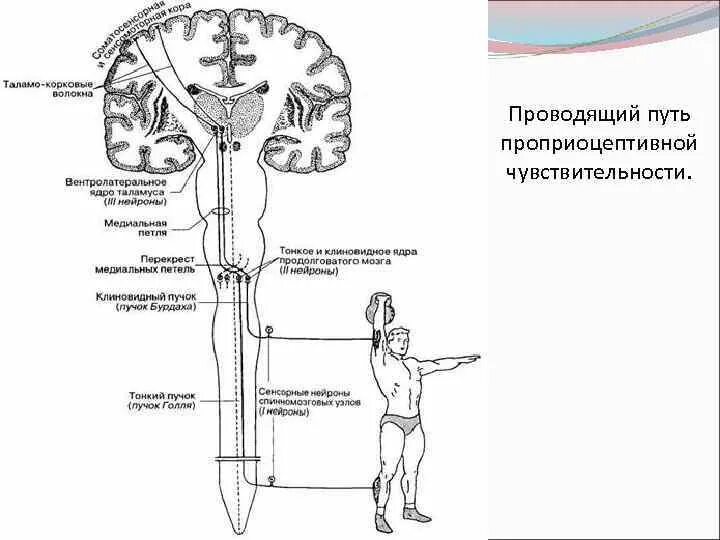 Нижних конечностей и головного мозга. Схема проприоцептивной чувствительности. Проприоцептивный анализатор схема. Проводящий путь проприоцептивного анализатора. Схема кожно-кинестетического анализатора.