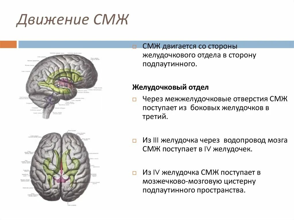 Норма желудочков мозга у взрослых. Межжелудочковое отверстие мозга. Межжелудочковое отверстие 3 желудочка. Оболочки и желудочки головного мозга. Через межжелудочковые отверстия конечного мозга.