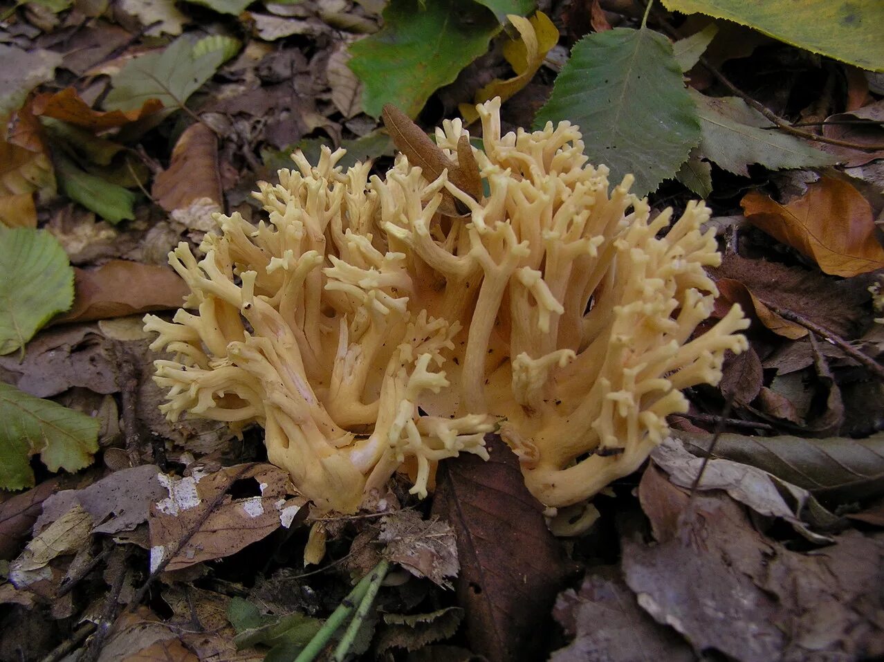 Рамария золотистая - Ramaria Aurea. Оленьи рожки. Оленьи рожки грибы. Оленьи рожки гриб гриб баран. Рогов грибы