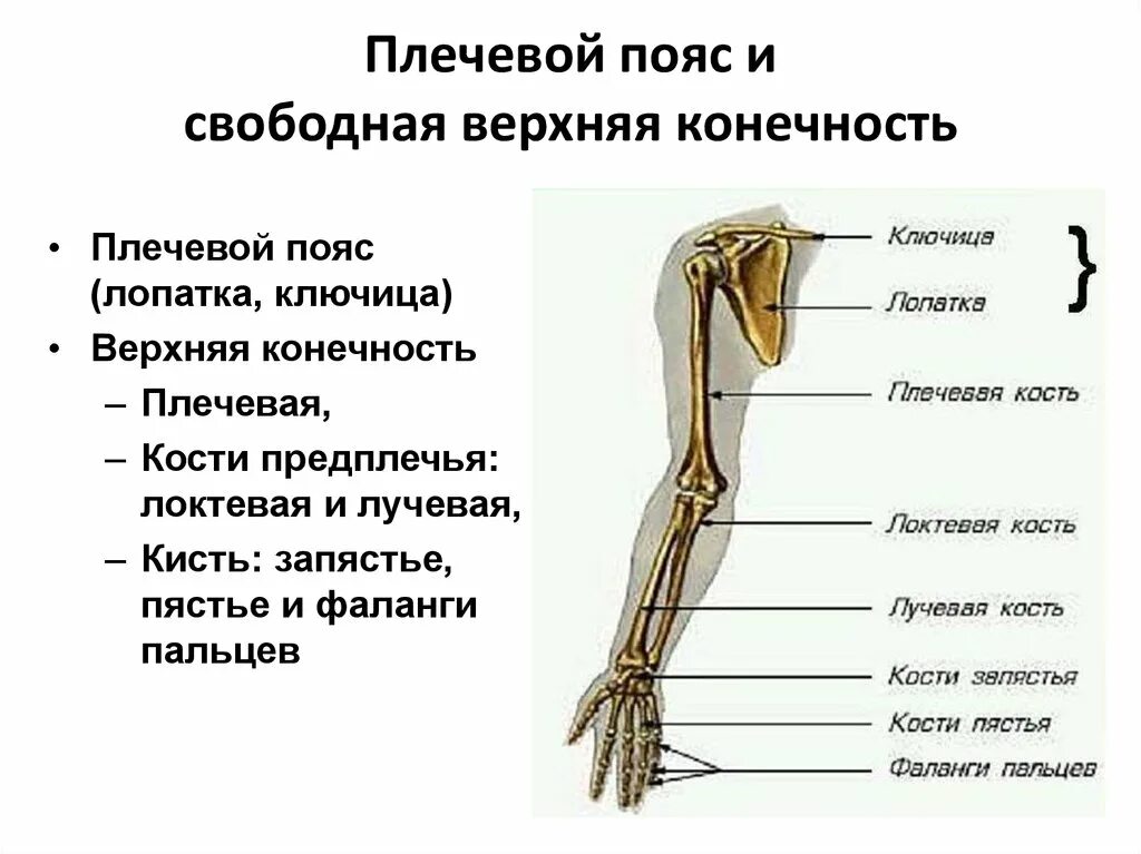 Анатомия кости верхней конечности. Части плечевого пояса и свободной верхней конечности. Строение пояса верхних конечностей. Кости плечевого пояса строение. Верхний плечевой пояс анатомия кости.