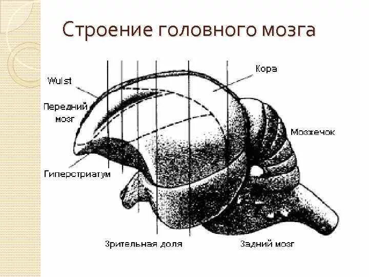 Типы строения головного мозга. Строение головы. Зауропсидный Тип головного мозга. ГИПЕРСТРИАТУМ. Мозг птицы.