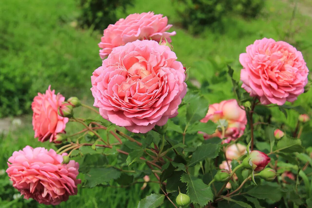 мир увлечений в медведково. блю риббон роза. садовое хобби розы. садовое хобби розы. щелково гагаринский селекционный комплекс растения.