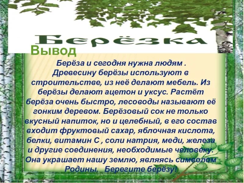 Березка помощь. Береза что из нее делают. Легенды о берёзе русского народа. Как береза используется людьми. Легенда о Березе 4 класс.