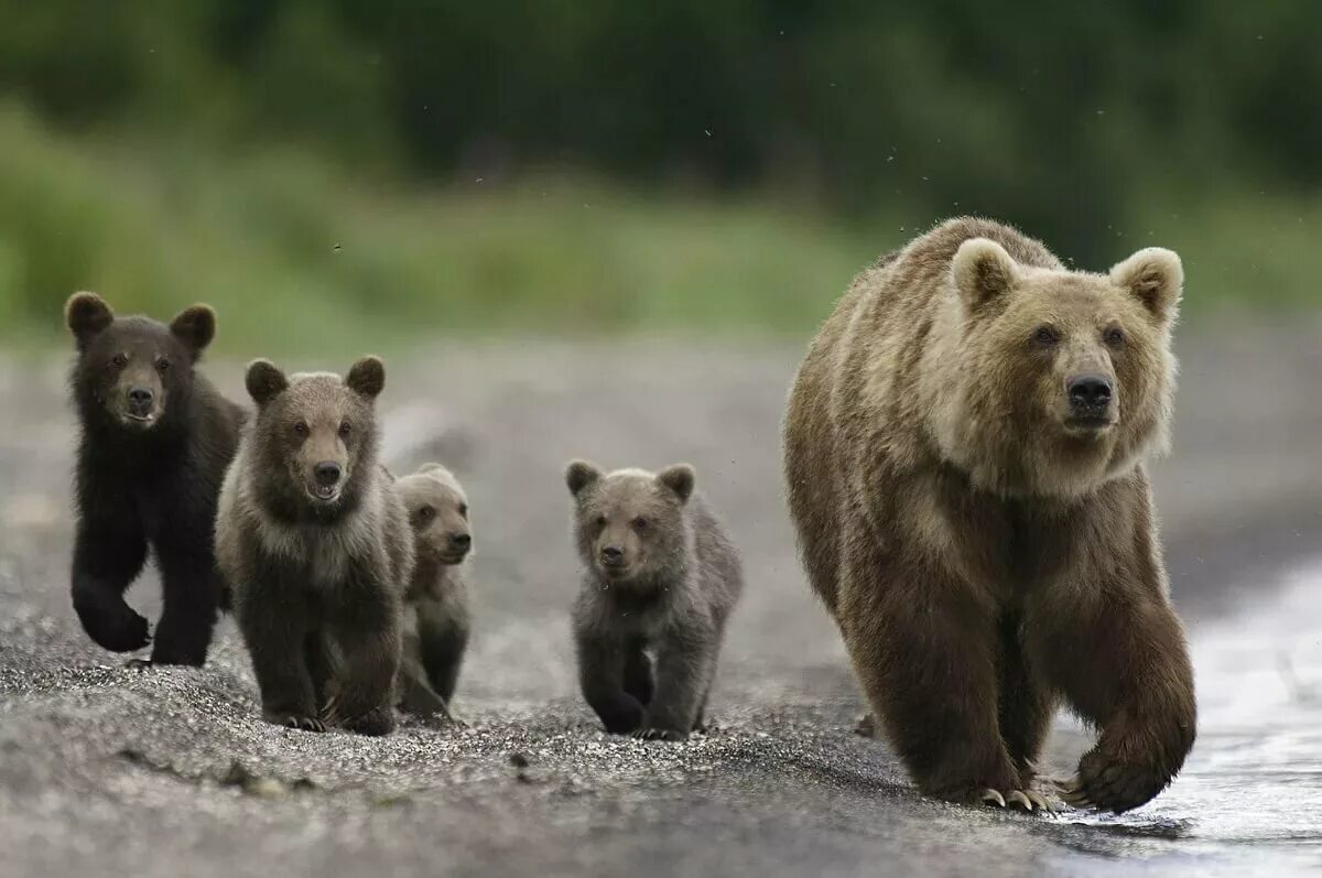 Много медведей. Медвежонок. Разные медведи. Медведь и Медведица. Five bears