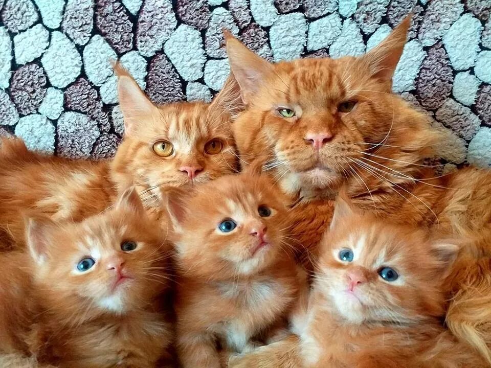 Сколько котят у рыжей кошки. Семья Мейн кунов рыжих. Рыжий кот Мейн кун. Мейн кун рыжий. Семейка Мейн кунов.