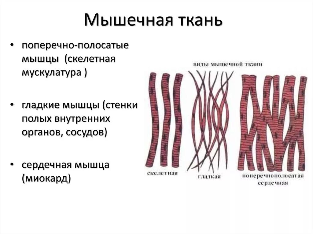 Волокна сердечной мышцы. Гладкая мышца на теле. Волокно поперечно полосатая сердечно мышечная. Структурная и функциональная единица мышечной ткани. Клетка исчерченной мышечной ткани.