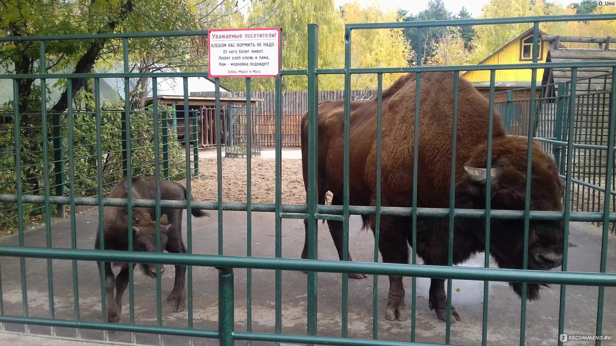 Можно ли в зоопарк по пушкинской. Зоопарк Лимпопо Нижний Новгород. Животные зоопарка Лимпопо Нижний Новгород. Животные в зоопарке Лимпопо Нижний. Зоопарк Лимпопо Балахна.