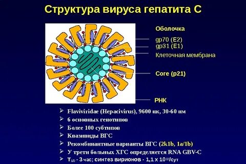 Структура вирусных гепатитов