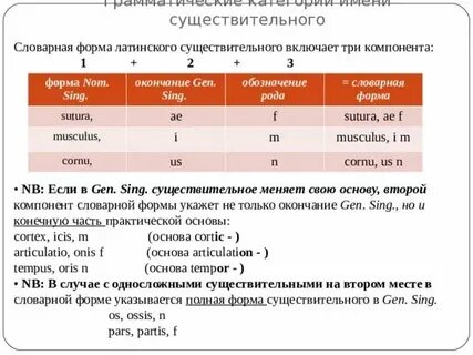 Правильная словарная форма существительного