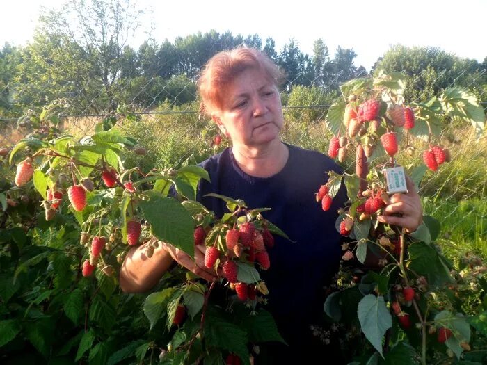 Малина Таруса малиновое дерево. Древовидная малина Таруса. Малина Таруса малиновое дерево посадка. Древовидная малина сорта Таруса. Как правильно посадить малиновое дерево