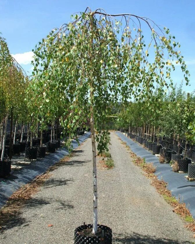 Береза повислая Youngii. Береза Пендула. Береза повислая Юнги Betula pendula Youngii. Береза повислая Юнги.