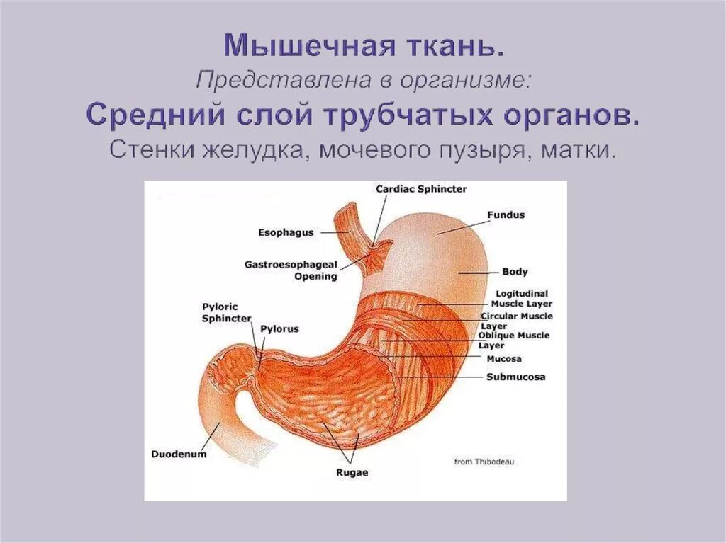 Наличие гладких мышц в стенках желудка. Строение стенки трубчатых органов желудка. Строение мышечной ткани желудка. Слои мышечной ткани желудка. Строение стенки желудка рисунок.