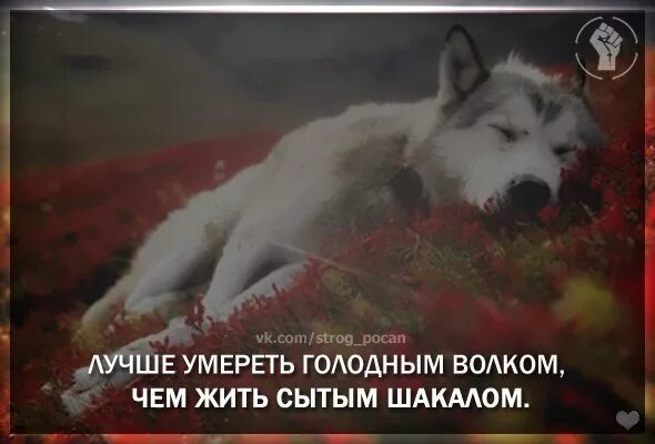 Лучше быть голодным. Лучше погибнуть волком.