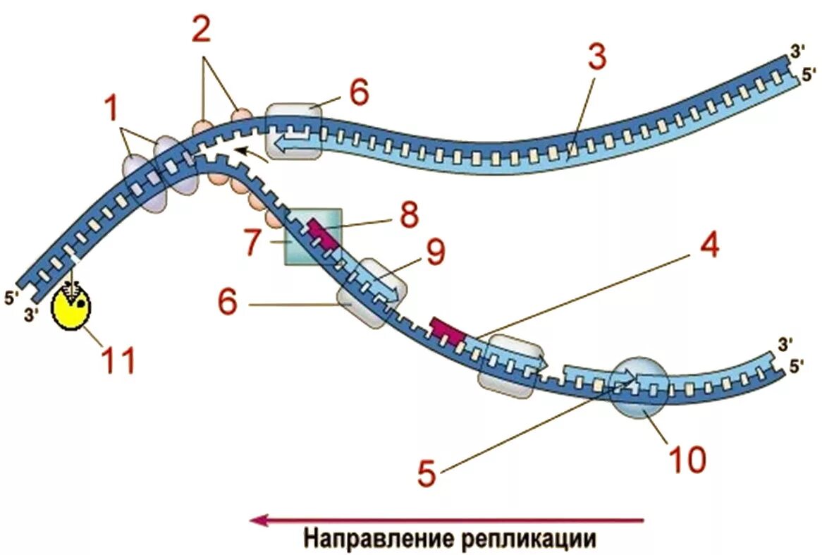 Репликация ДНК ФРАГМЕНТЫ Оказаки. Синтез ДНК репликация биохимия. Схема репликации молекулы ДНК. Ферменты репликации ДНК прокариот.