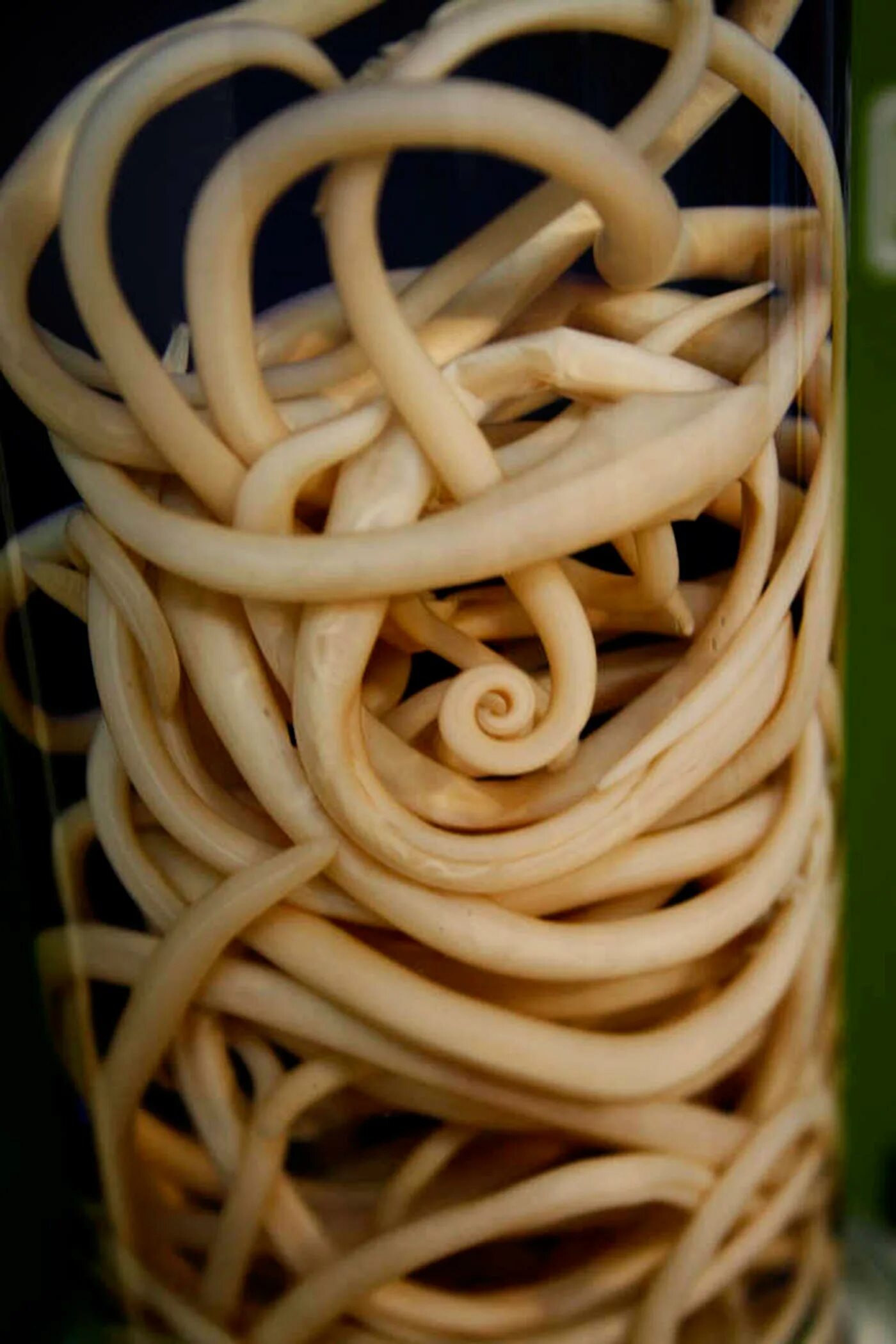 Широкий лентец дифиллоботриоз. Raillietina echinobothrida. Аскарида, трихинелла, острица, власоглав. Паразитология гельминты. Анкилостома геогельминты.