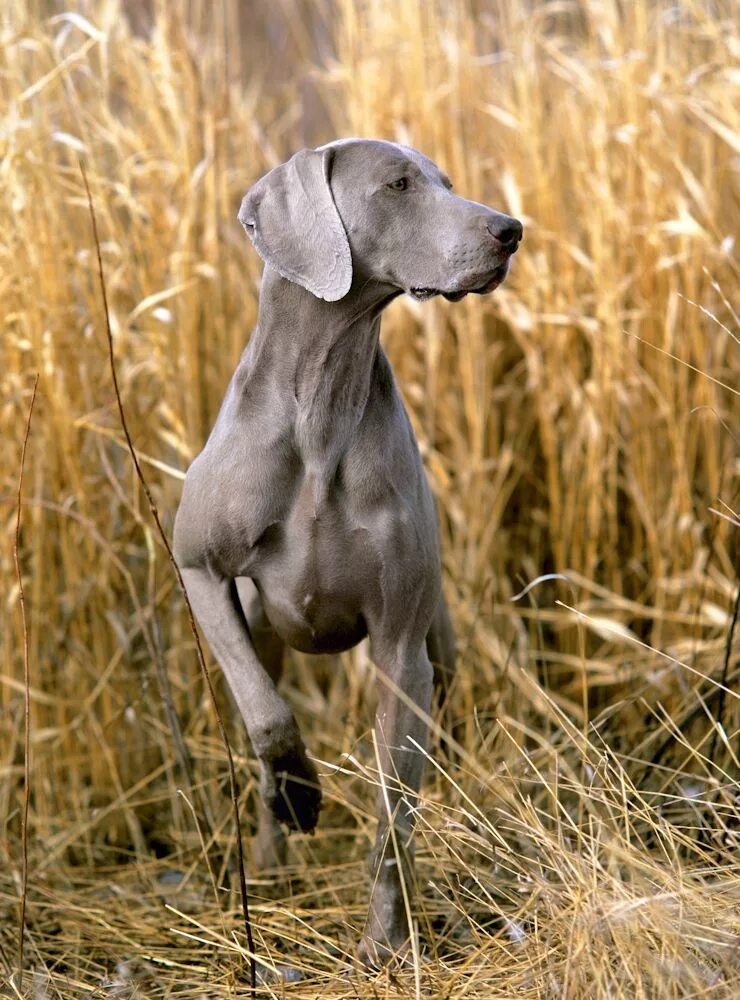 Pointer Hunting, Sporting, Gun Dog Britannica