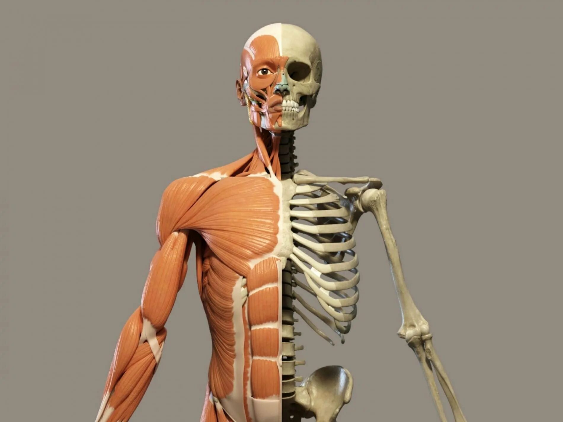 Скелет человека. Человеческий скелет с мышцами. Мышцы и кости. Анатомия человека кости и мышцы.