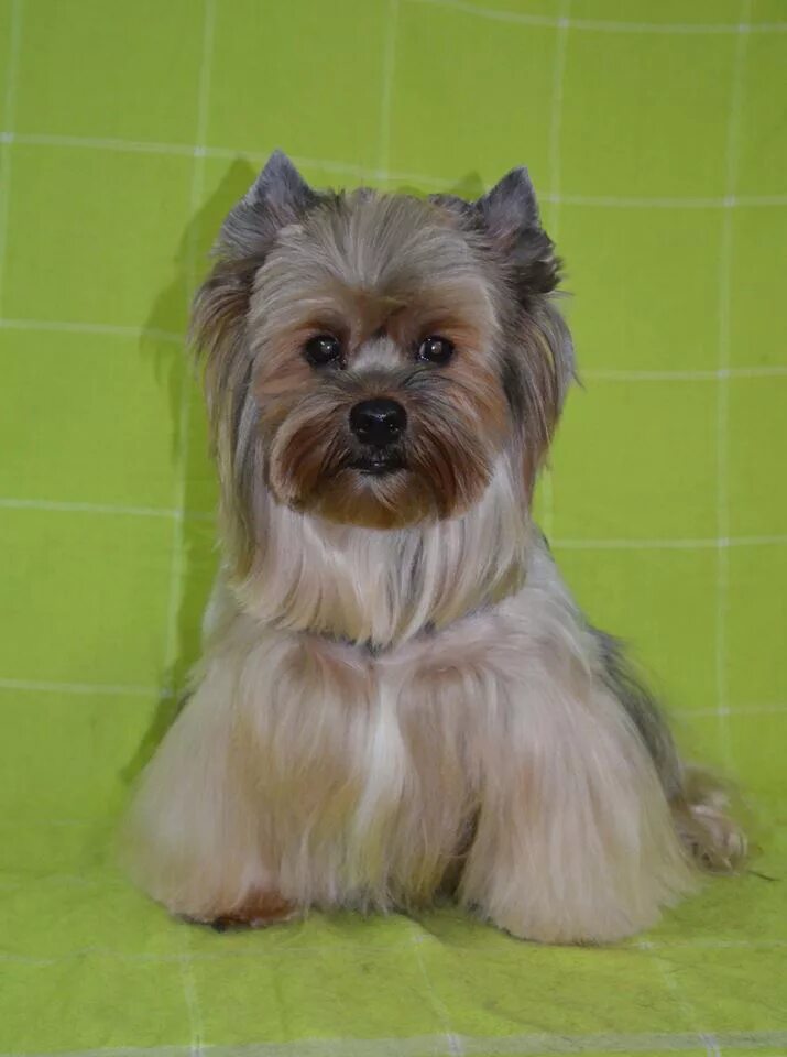 Ши тцу и йорк. Йорк бивер о породе фото. Бивер йорк терьер. Бивер-йоркширский терьер. Йорк и бивер йорк.