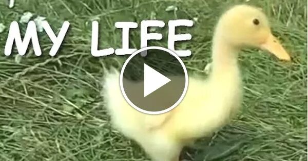 Утиная жизнь 4. Уточка life. упоротая утка. смешные утки до слез. утиная жизнь 3.