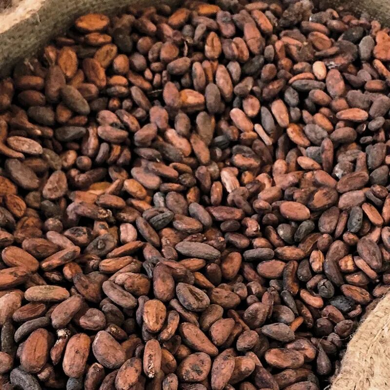 Cocoa