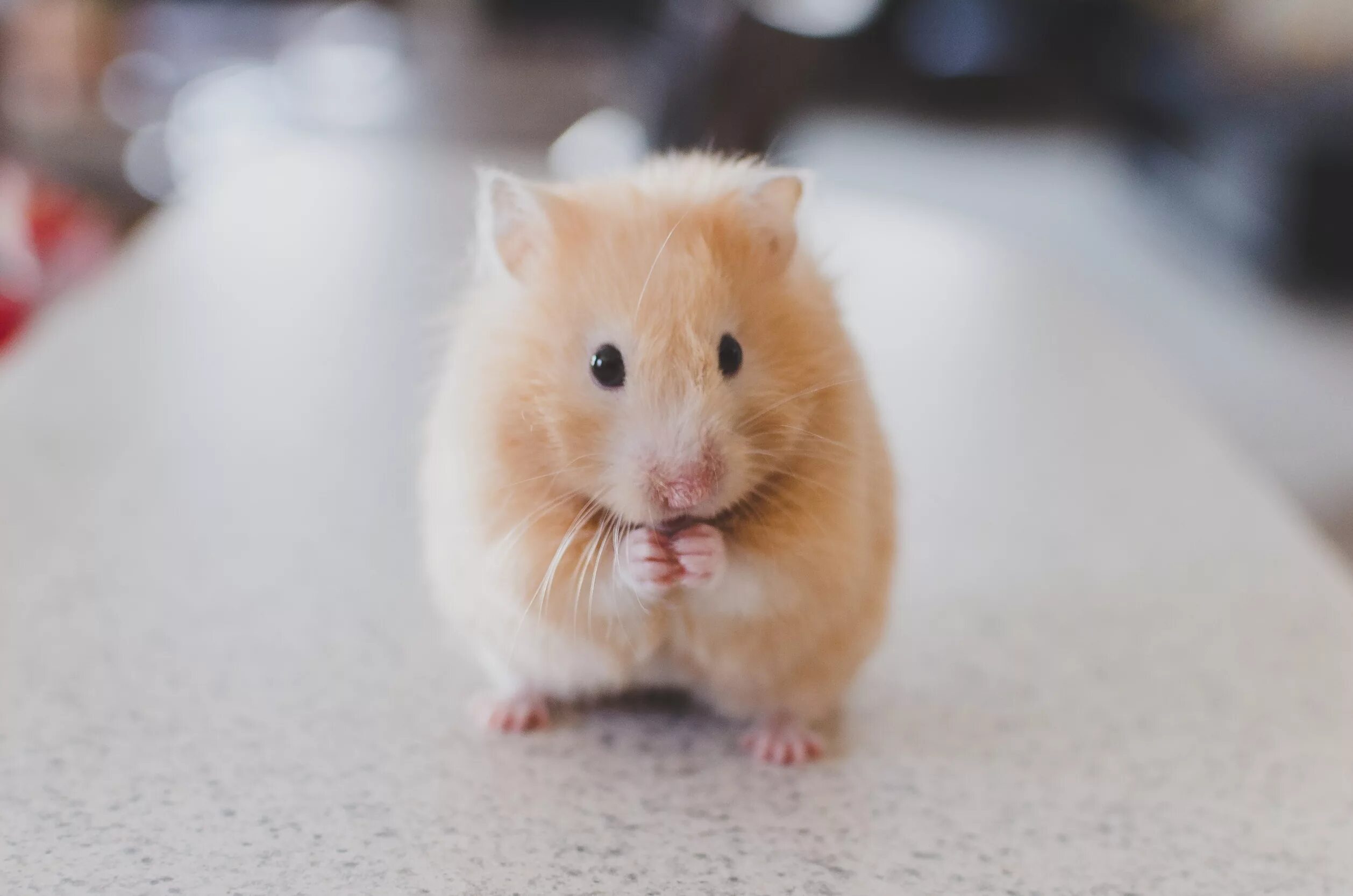 Сколько будет стоить токен hamster