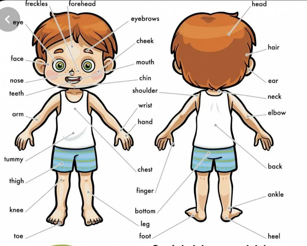Части тела для детей. Части тела на английском для детей. Тело человека на английском для детей. Человек части тела картинки для детей. Тема части тела на английском