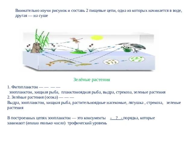 Зеленые растения осока цепь. Трофические цепи в воде. зеленые растения осока цепь питания. водная пищевая цепь. пищевая цепь в воде.