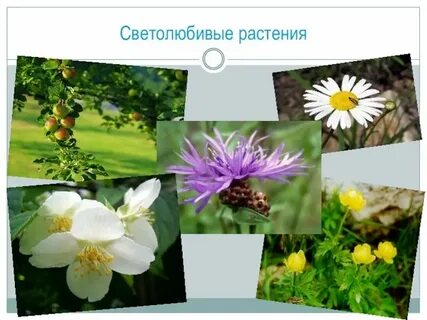 Какие цветы отвечают на вопрос что