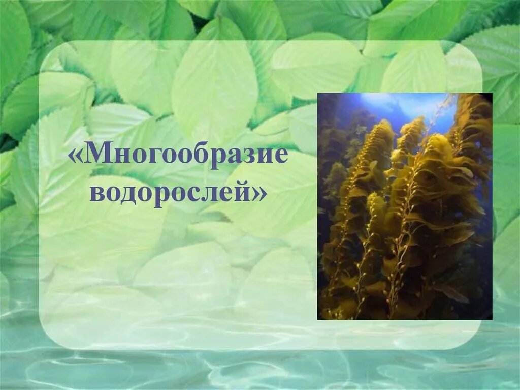 Многообразие водорослей. Виды водорослей презентация. Водоросли 7 класс. Биология 7 класс многообразие водорослей.