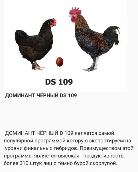 Доминант ds109. Доминант ДС 109 куры описание породы. Доминант ds109 яйцо. Доминант 107 порода кур. Куры доминант яйца фото и описание