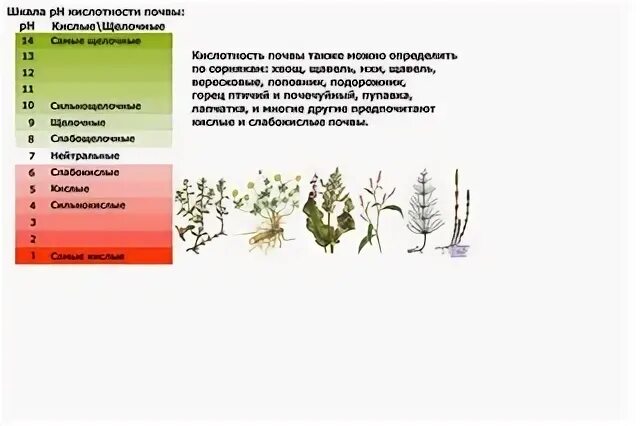 Какие растения любят кислую почву