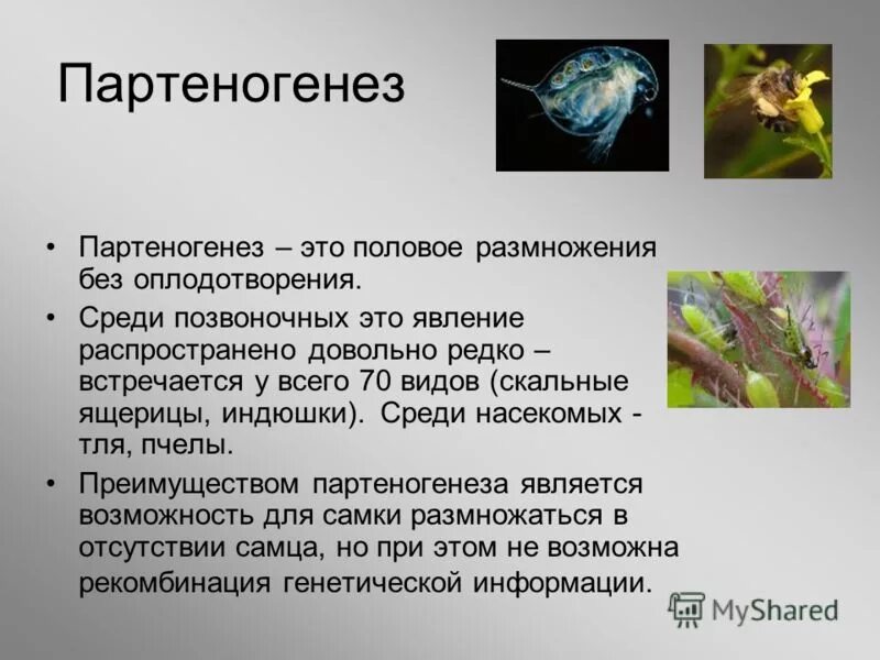 Партеногенез 10 класс презентация