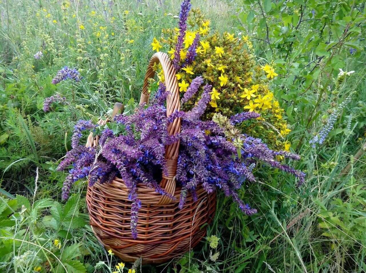 Какие травы собрать. Целебные травы в мае. Сухая трава. Какие травы собрать. Сушка лекарственных растений.