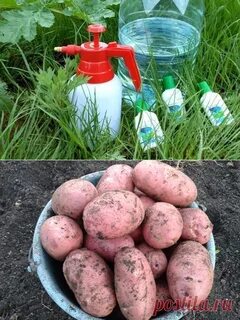 Сколько растет картошка