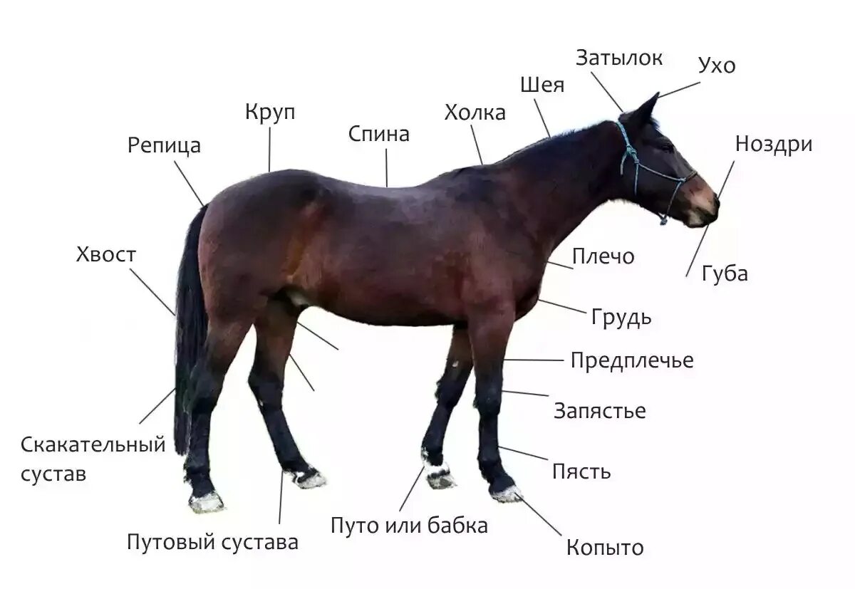 Правильно использовать конский