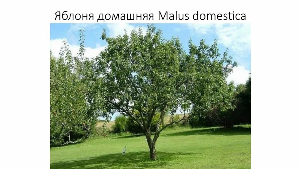 Яблоня жизненная форма. Яблоня жизненная форма