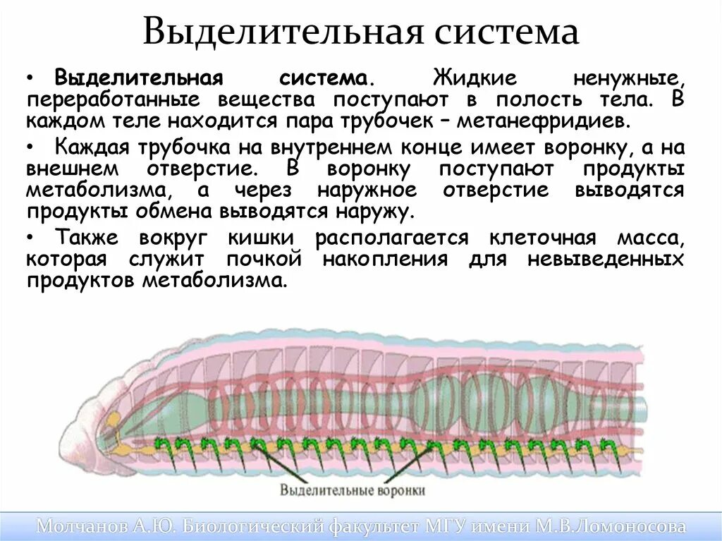 Что входит в выделительную систему