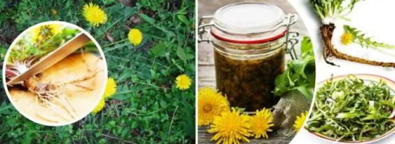 Корень одуванчика народная медицина. Корень одуванчика народная медицина. Корни одуванчика лекарственные формы. Корень одуванчика народная медицина. Отвар из трав.