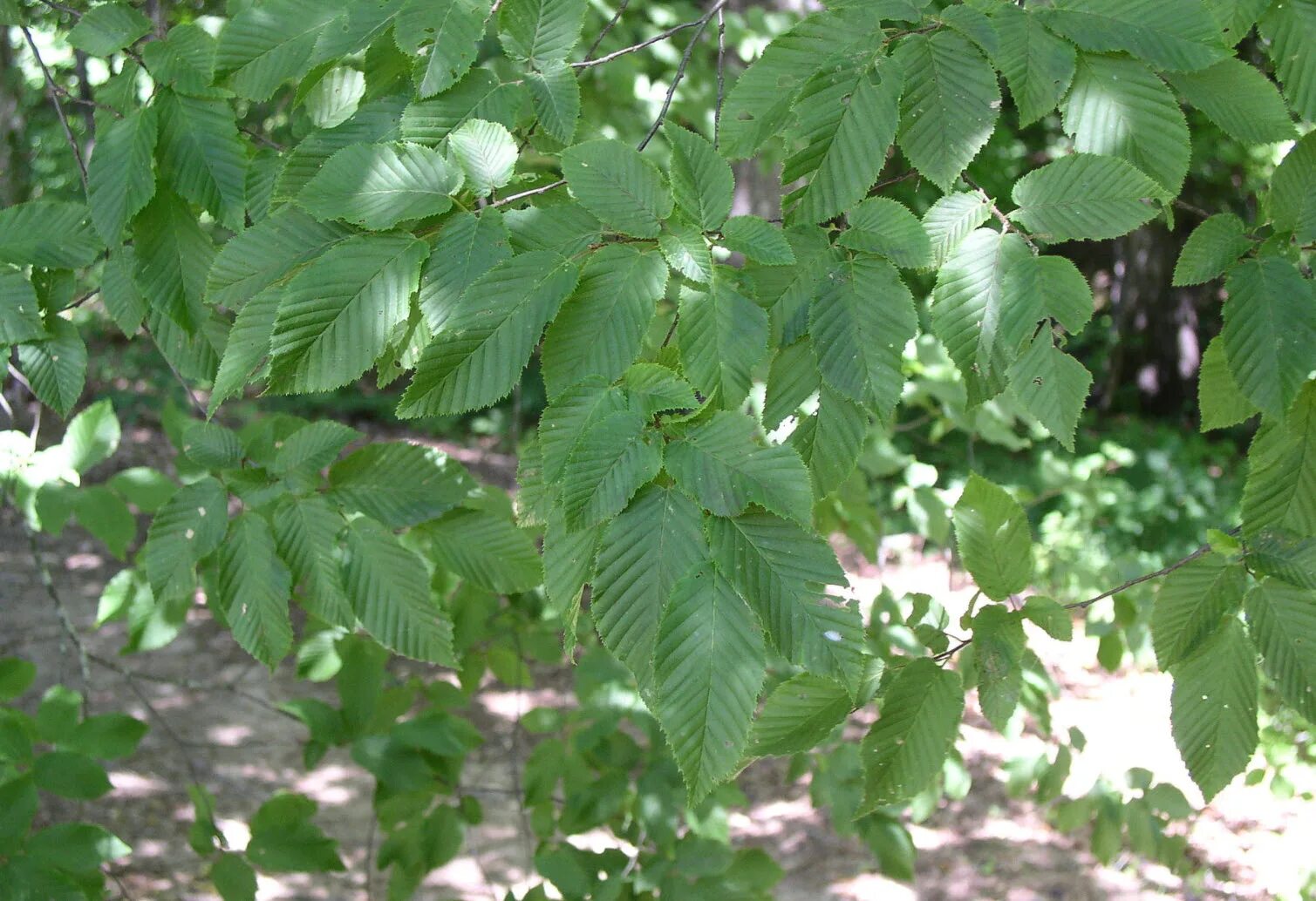 Деревья средней полосы фото. Граб кавказский Carpinus Caucasica. Carpinus betulus. Граб обыкновенный Carpinus betulus. Граб сердцелистный.