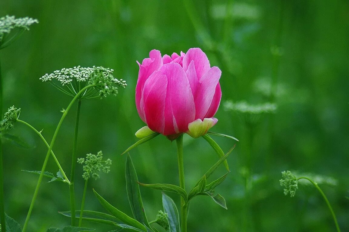 2 июля цветок. Соловей на лотосе. 2 июля цветок. Цветы июня. Красивые июньские цветы.