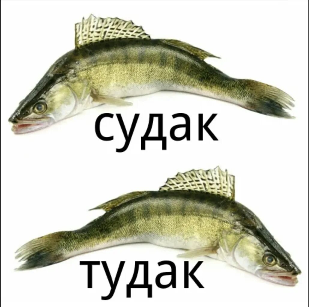 Час туда час сюда. Лев прав судак тудак. судак тудак мем. шутки типа судак тудак. туда судак приколы.