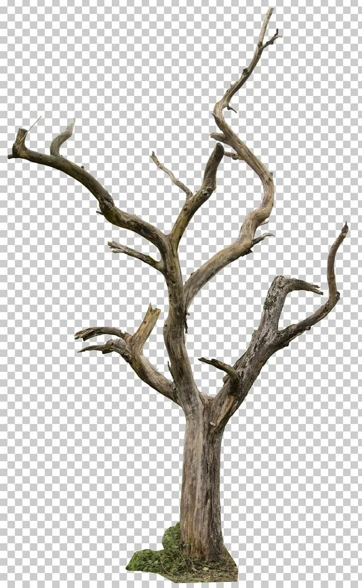 Empty branch