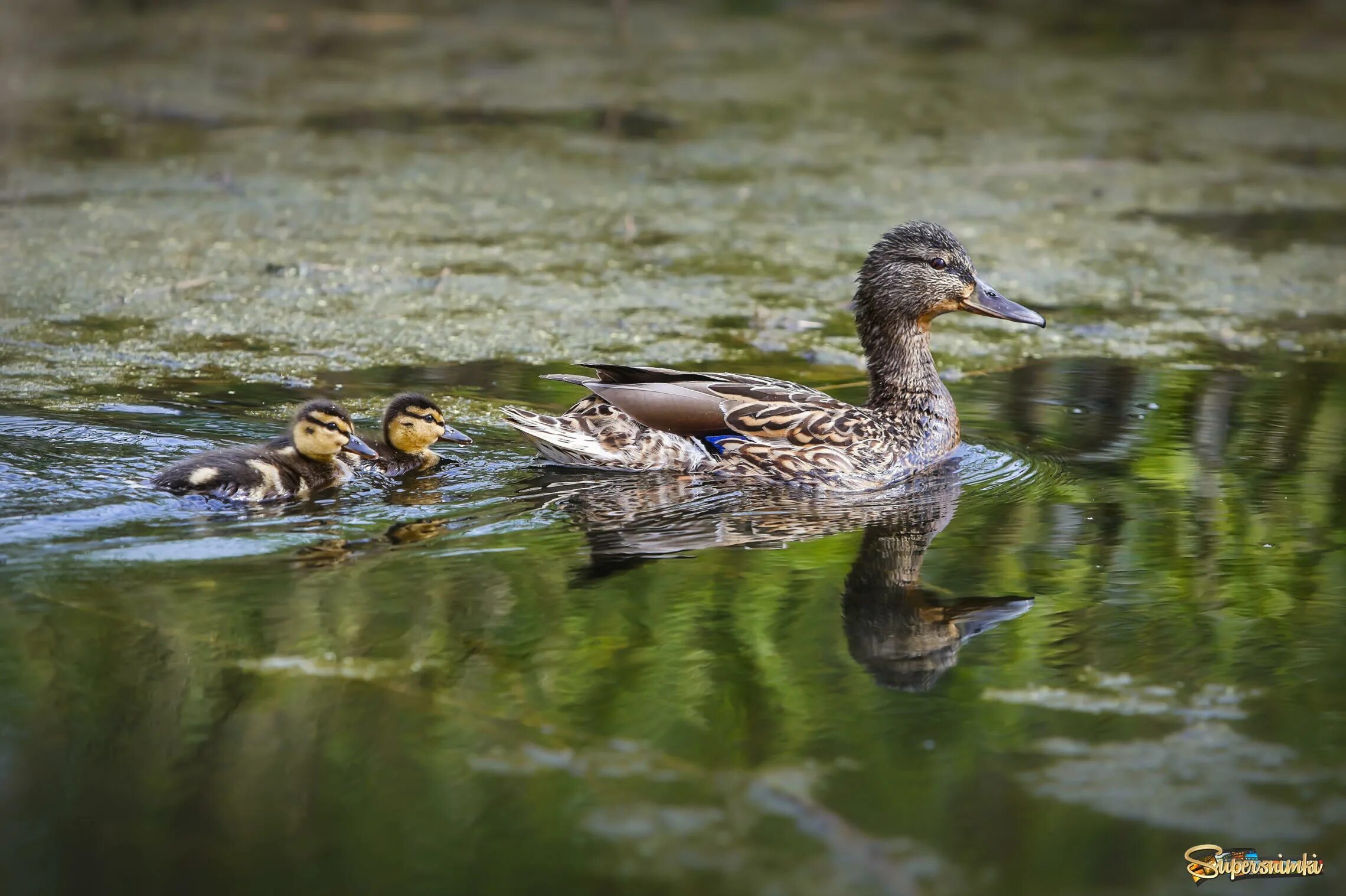Утки и утята. Утка кряква гусь. Кряква обыкновенная. Про утки 1. Уточки в пруду.