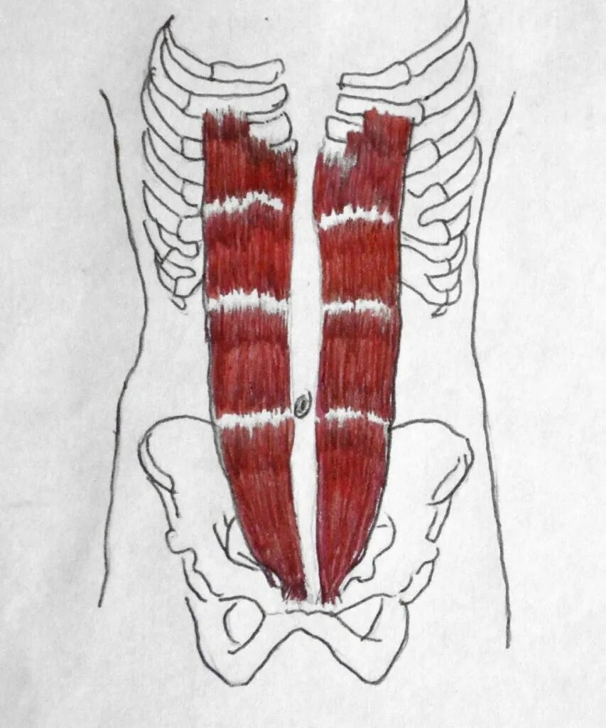Transversus abdominis мышца. M rectus abdominis. M rectus abdominis. Rectus abdominis muscle. Пресс прямая мышца живота.
